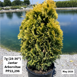 May 2026 7g Jantar Arborvitae Website
